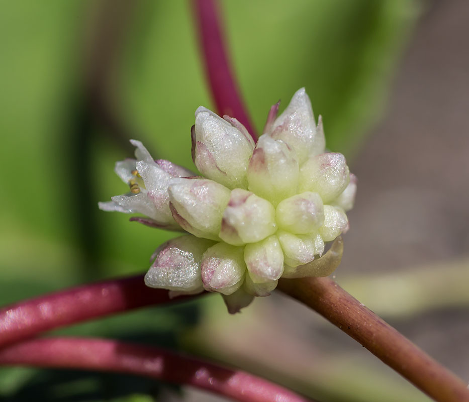 Изображение особи Cuscuta europaea.