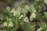 Polygala supina