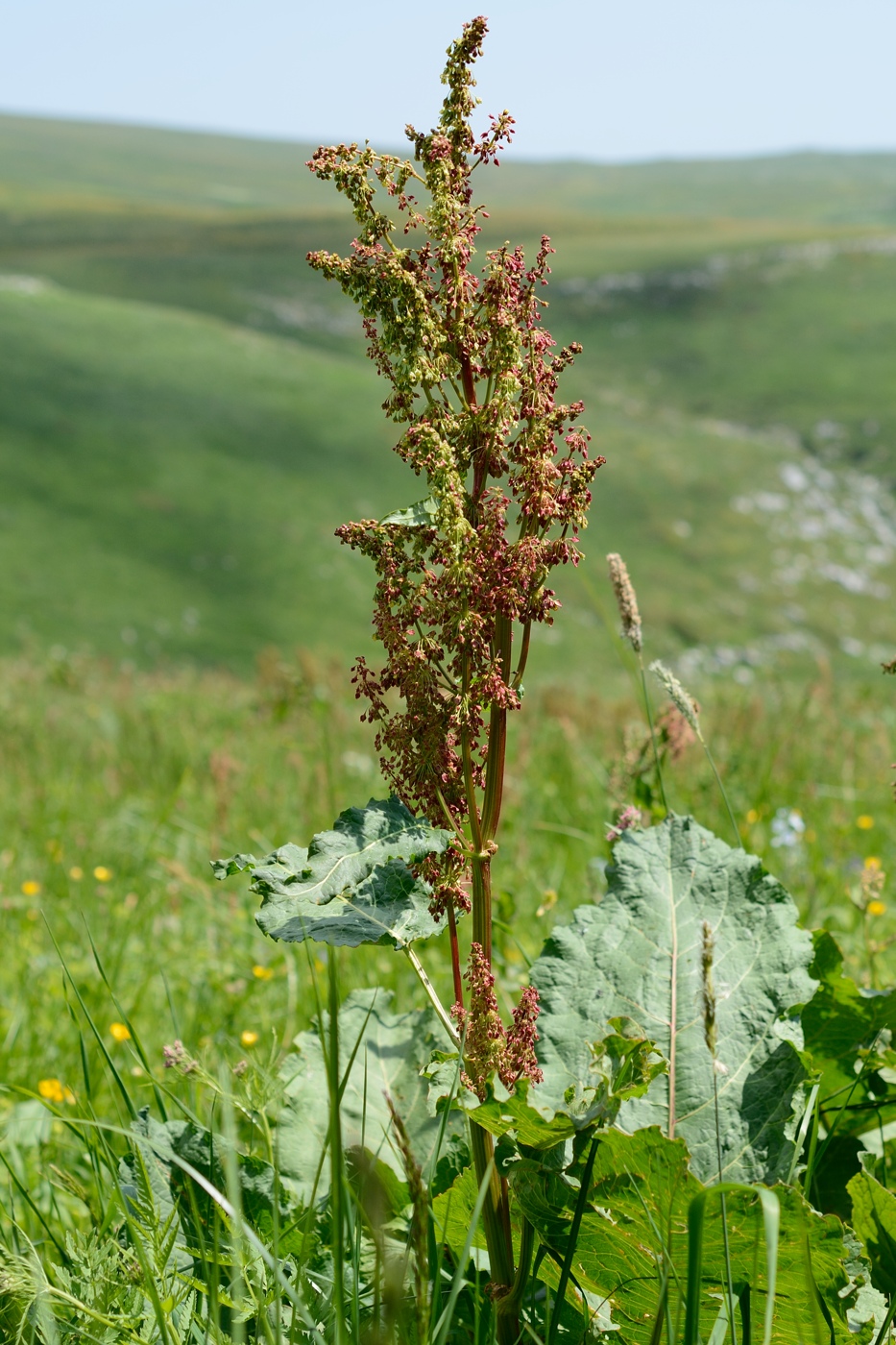 Изображение особи Rumex alpinus.