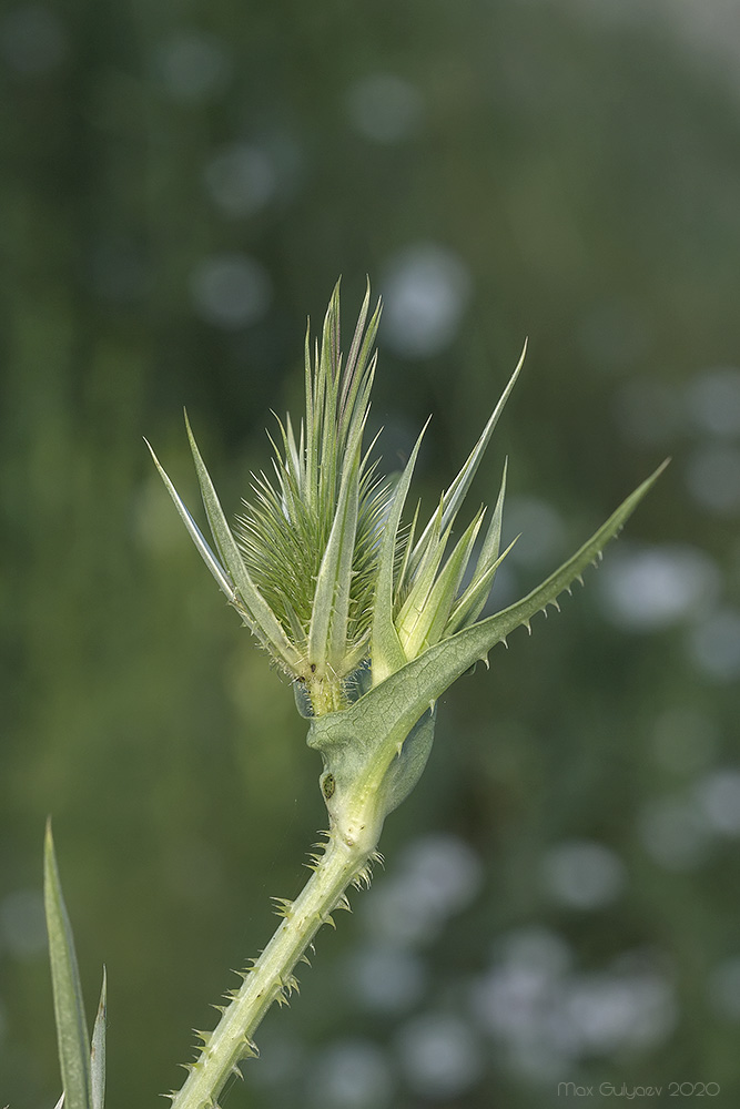 Изображение особи Dipsacus laciniatus.