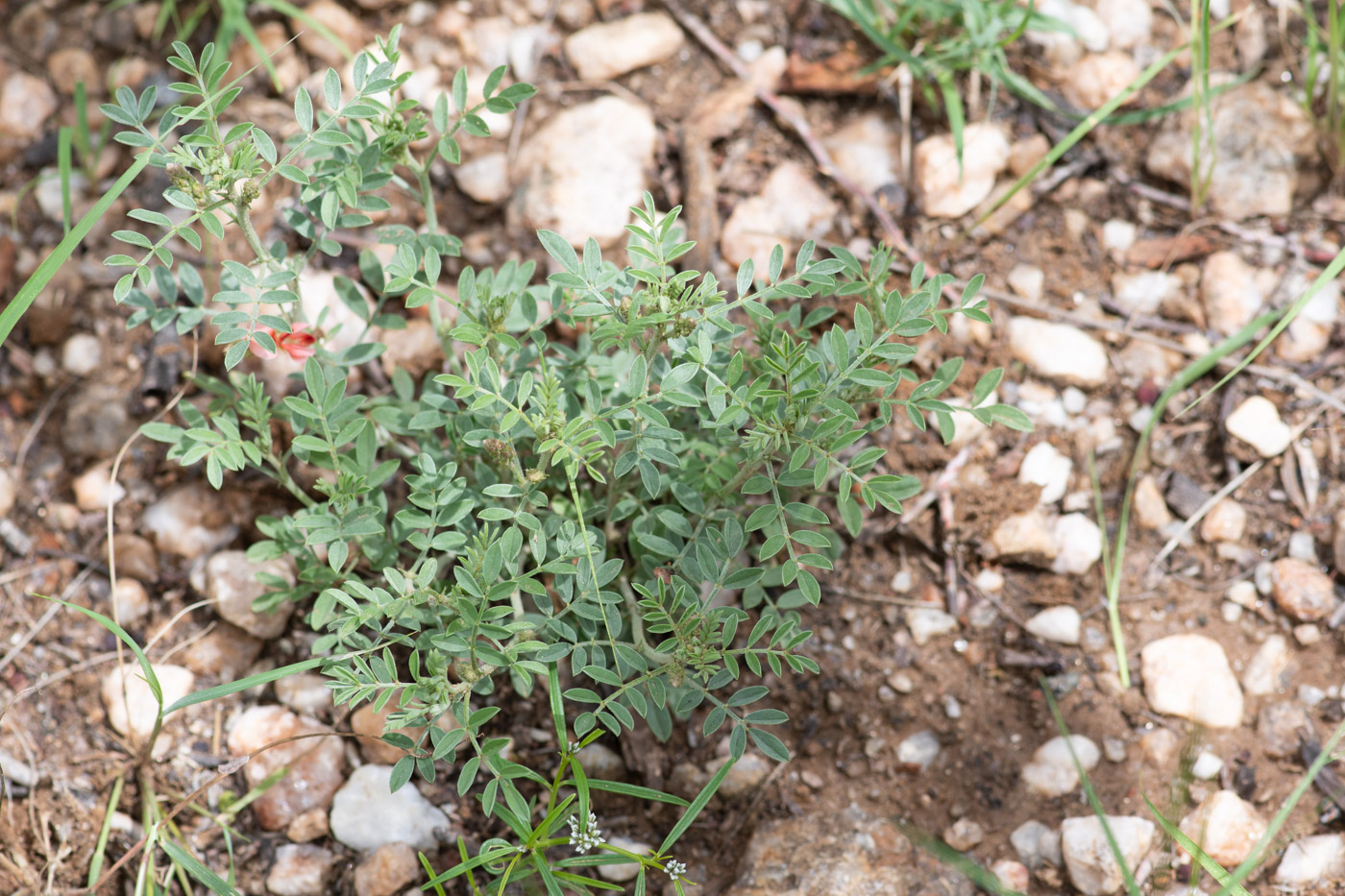 Изображение особи Indigofera heterotricha.