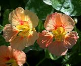 Tropaeolum majus