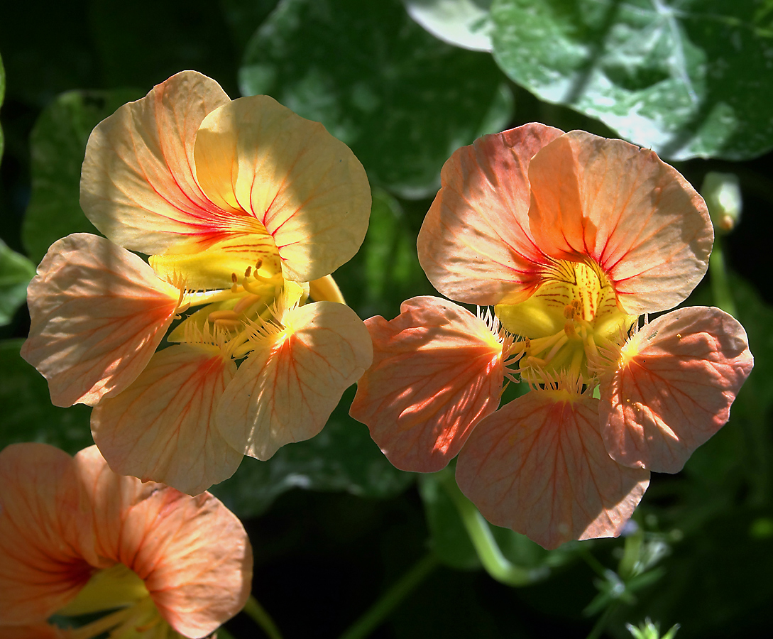 Изображение особи Tropaeolum majus.