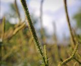 Veronicastrum sibiricum