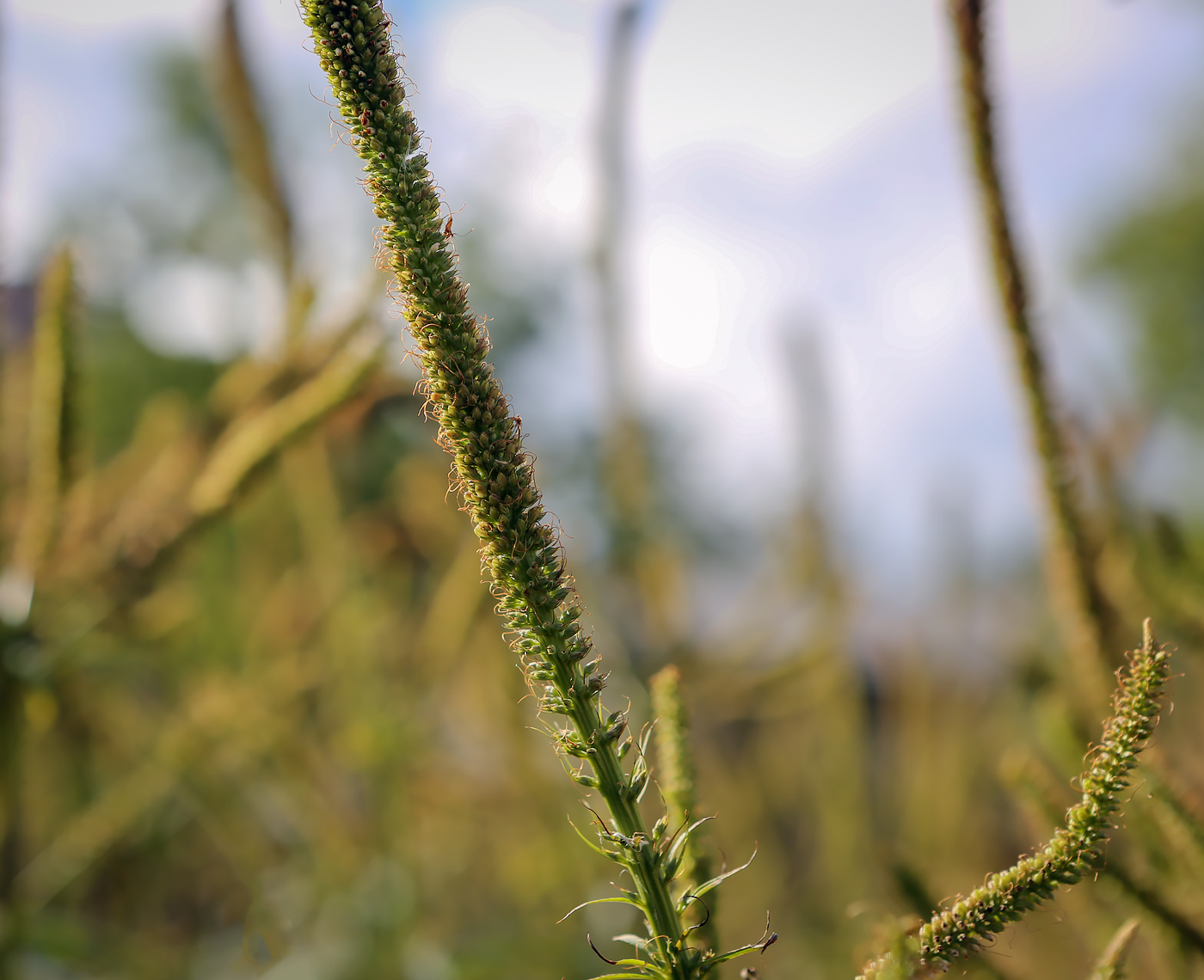 Изображение особи Veronicastrum sibiricum.