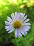 Symphyotrichum novi-belgii