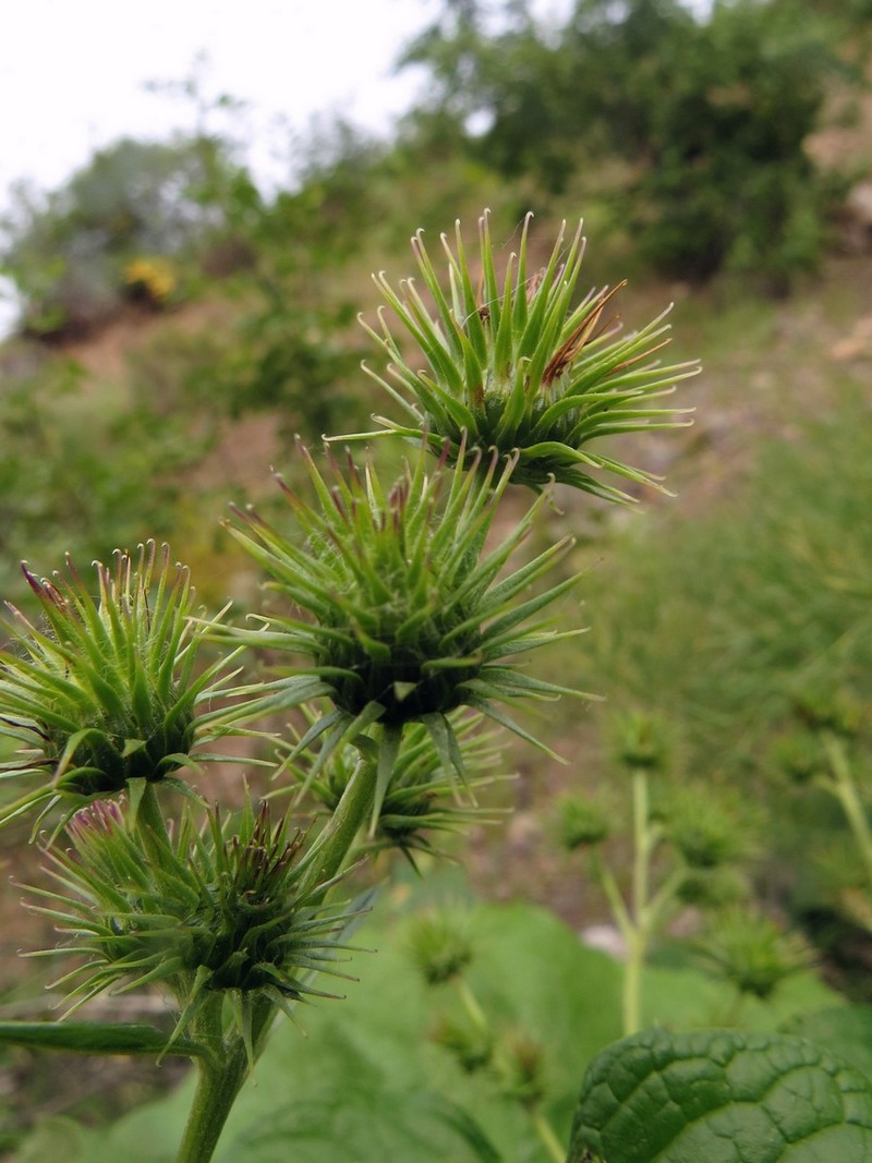 Image of Cousinia pseudarctium specimen.