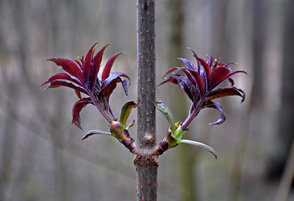 Изображение особи Sambucus racemosa.