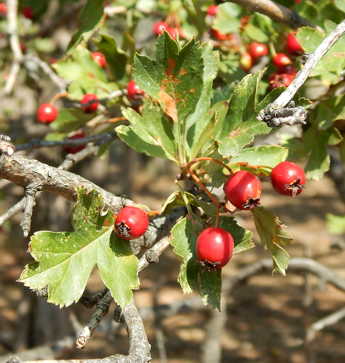 Image of Crataegus taurica specimen.