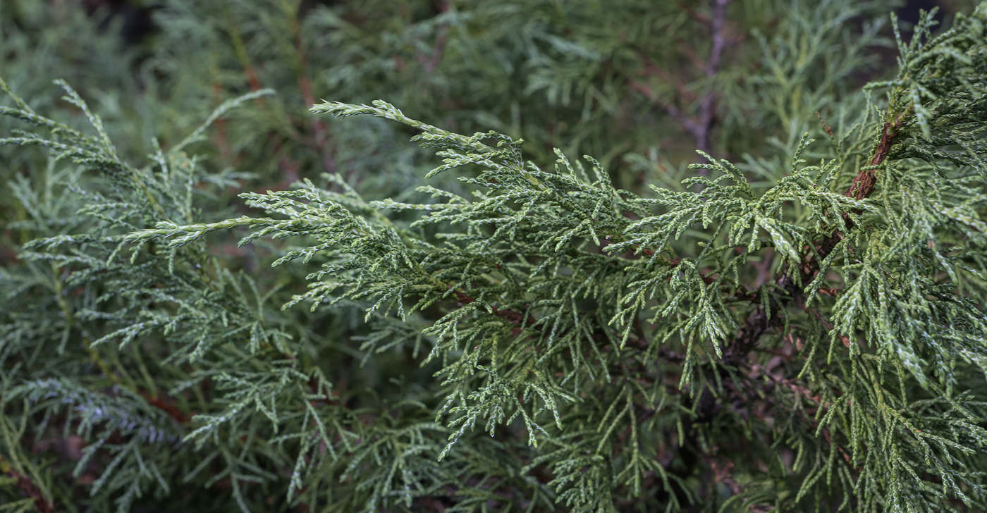 Image of Juniperus turkestanica specimen.