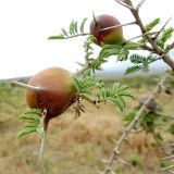 Vachellia drepanolobium