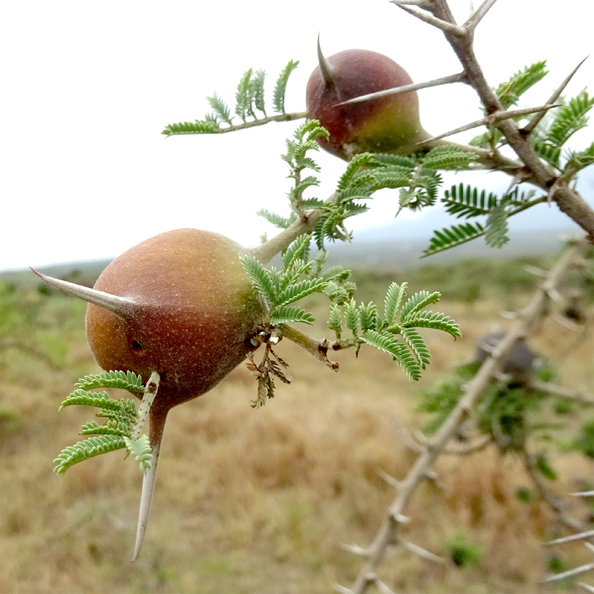 Image of Vachellia drepanolobium specimen.