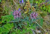 Saussurea igoschinae. Цветущие растения (внизу видны листья Anemonastrum biarmiense). Челябинская обл., Катав-Ивановский р-н, хребет Зигальга, ≈ 1300 м н.у.м., луговина между камней. 20.07.2020.