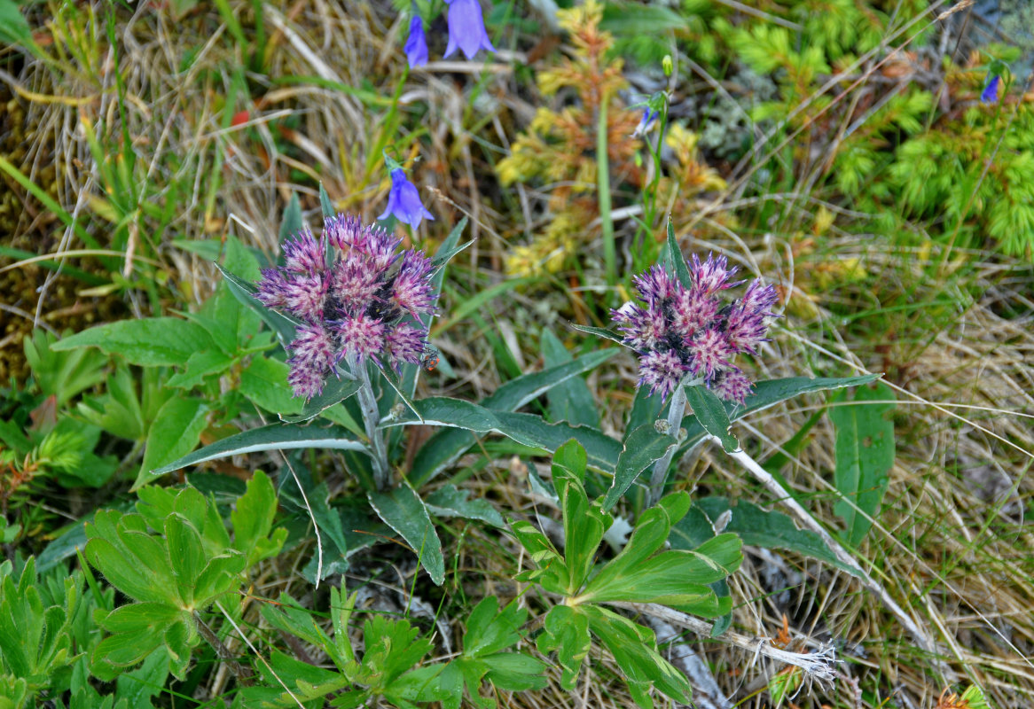 Изображение особи Saussurea igoschinae.