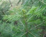 Abies sibirica. Верхушка молодого растения. Тверская обл., Весьегонский р-н, ур. Пленница, смешанный лес. 18 июня 2020 г.