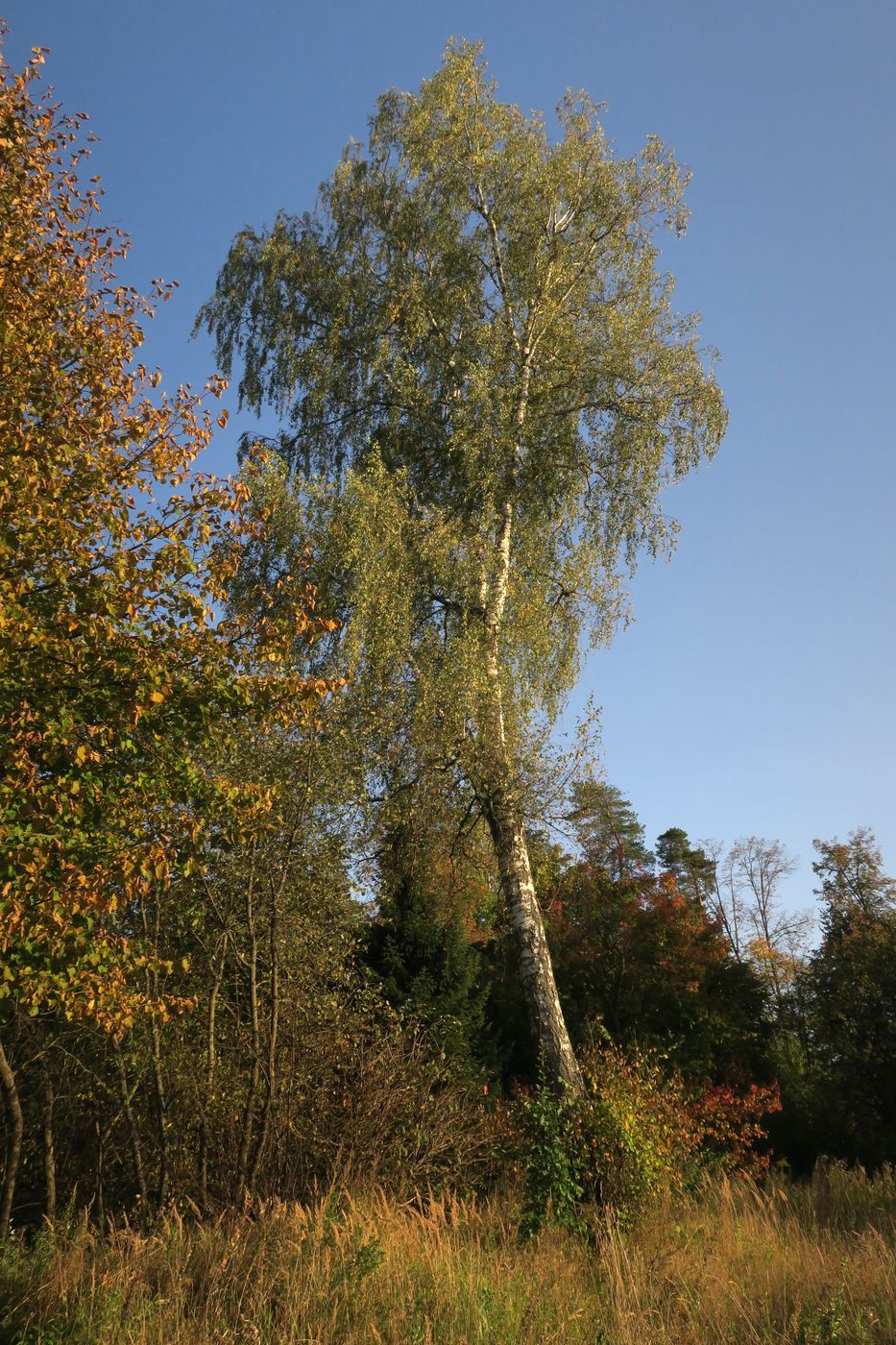 Image of Betula pendula specimen.