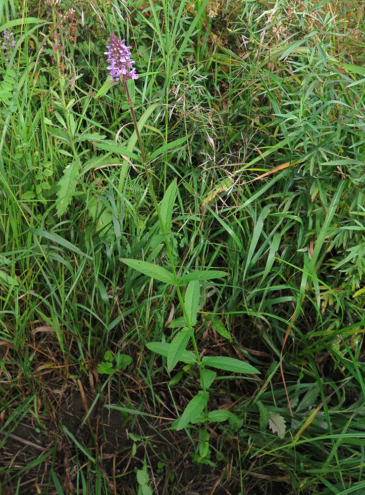 Изображение особи Stachys palustris.