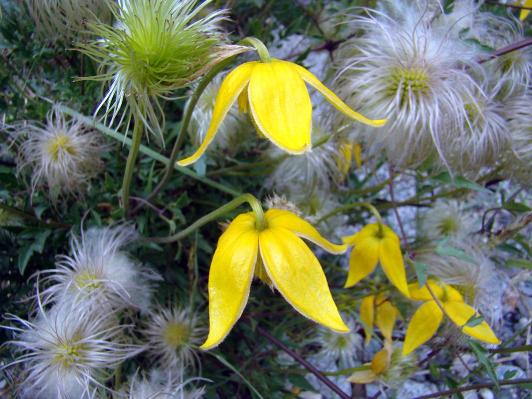 Image of Clematis tangutica specimen.