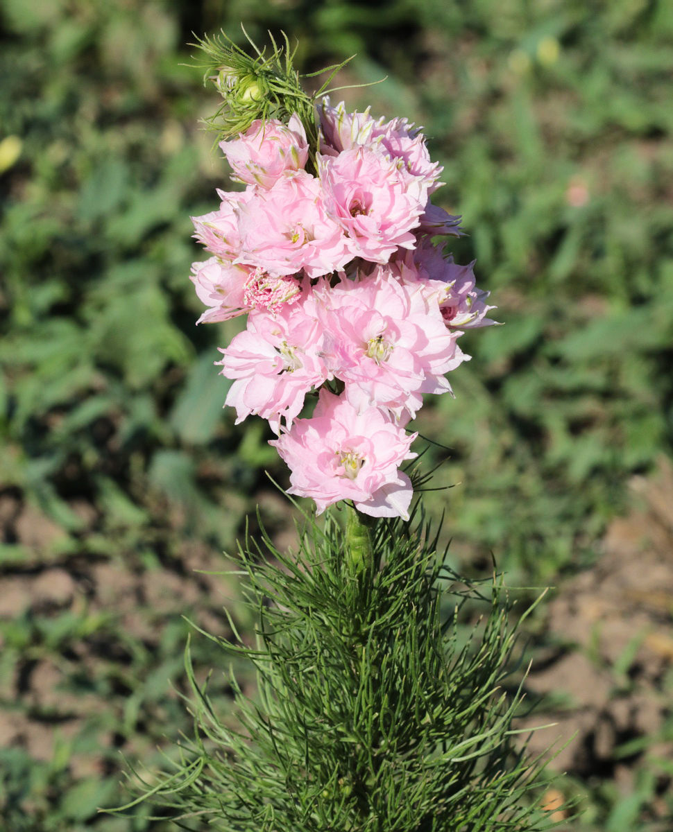 Image of Delphinium ajacis specimen.