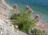 Lamyra echinocephala. Цветущее растение (снизу - Matthiola odoratissima). Краснодарский край, м/о г. Геленджик, окр. села Кабардинка, гора Дооб, скалистый обрывистый приморский склон. 26.07.2014.