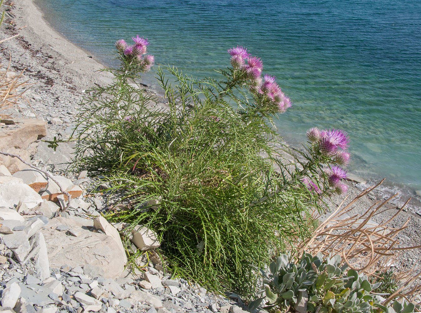 Image of Lamyra echinocephala specimen.