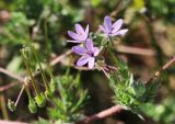 Erodium cicutarium. Цветки и плоды с отдыхающей мухой. Краснодарский край, м/о Анапа, окр. пос. Виноградный, залежь. 05.06.2019.