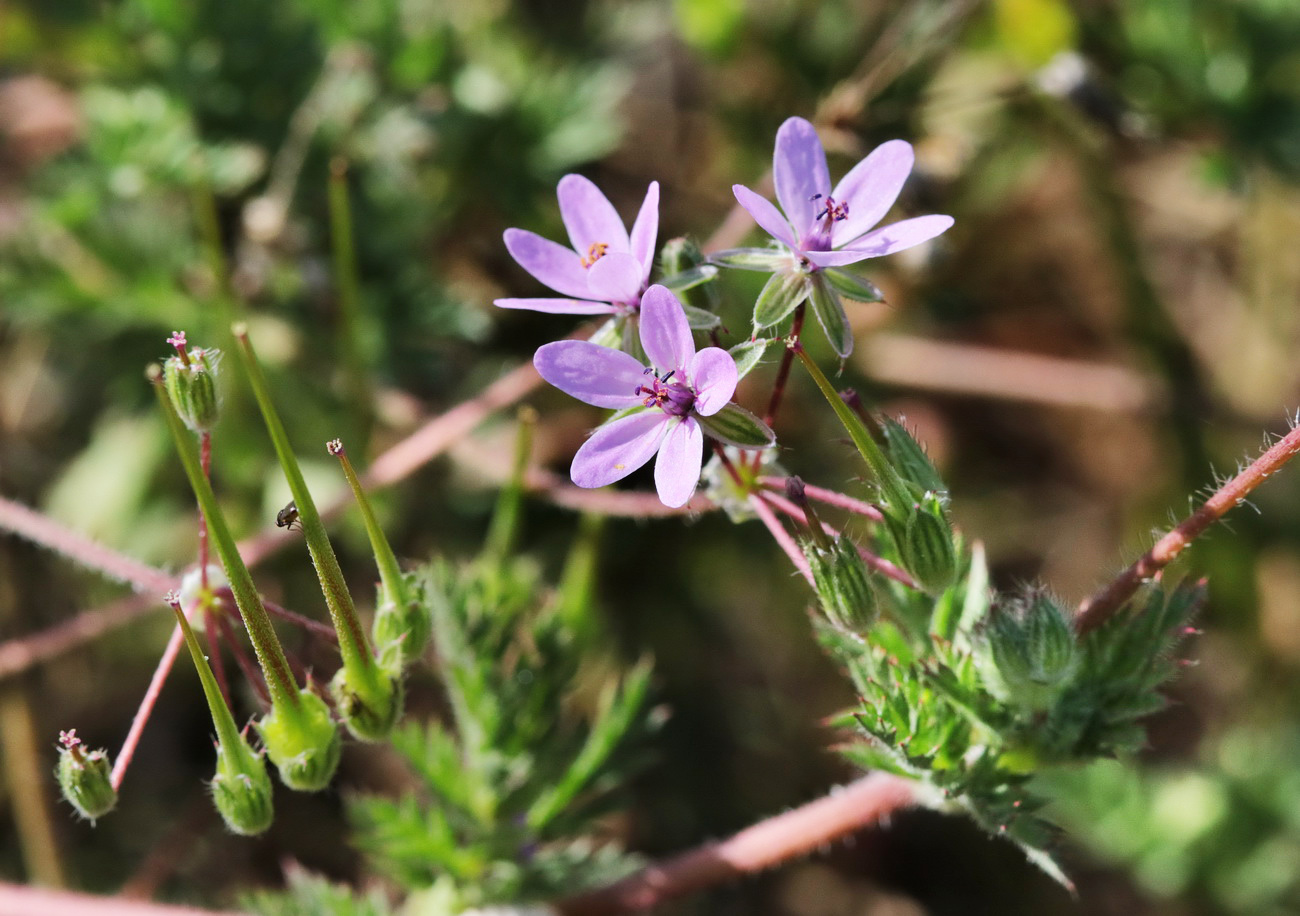 Изображение особи Erodium cicutarium.