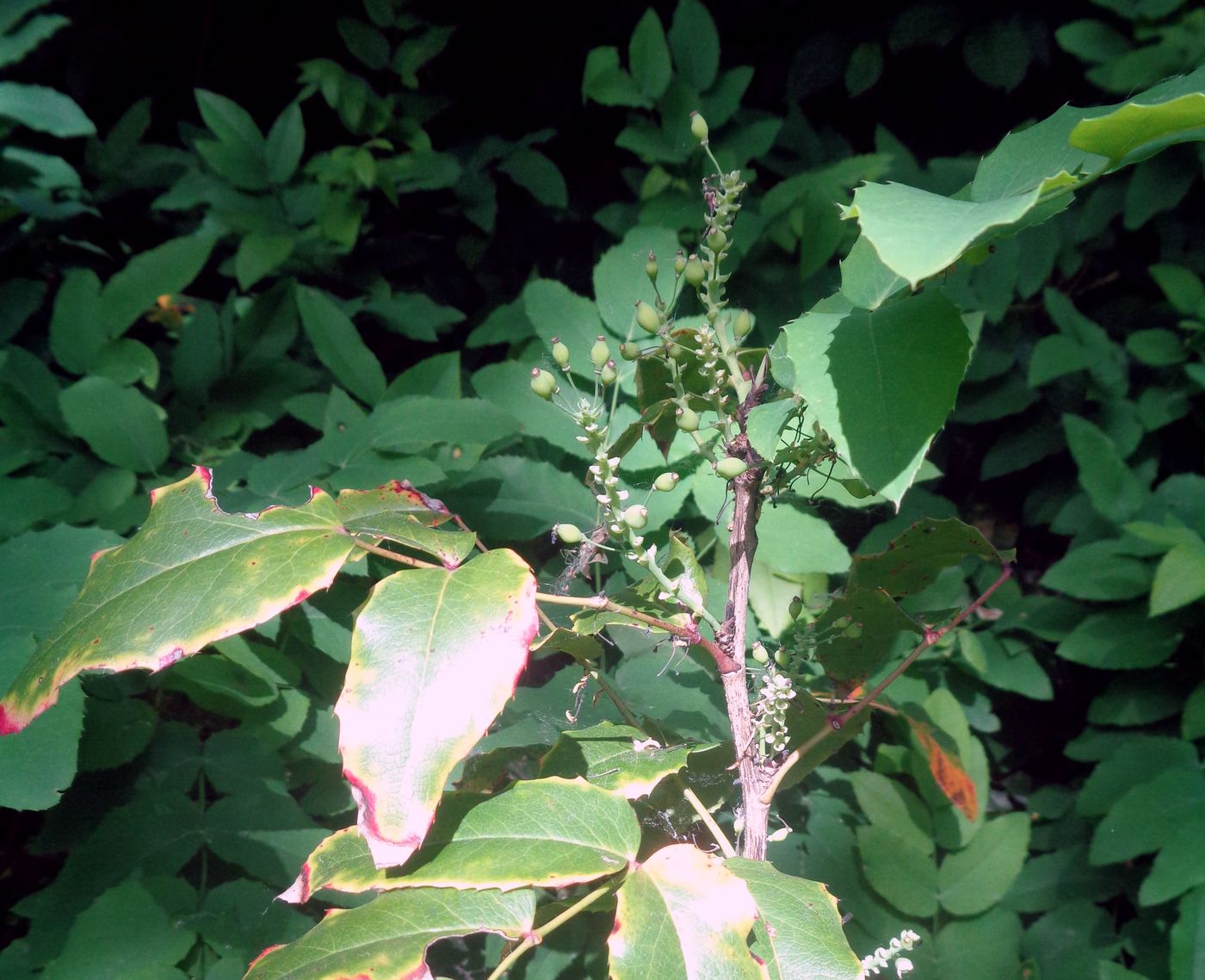 Image of Mahonia repens specimen.