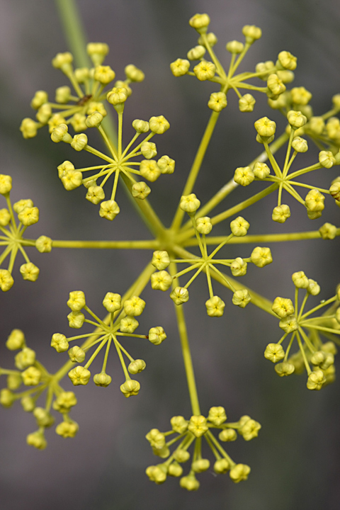 Изображение особи Ferula leucographa.