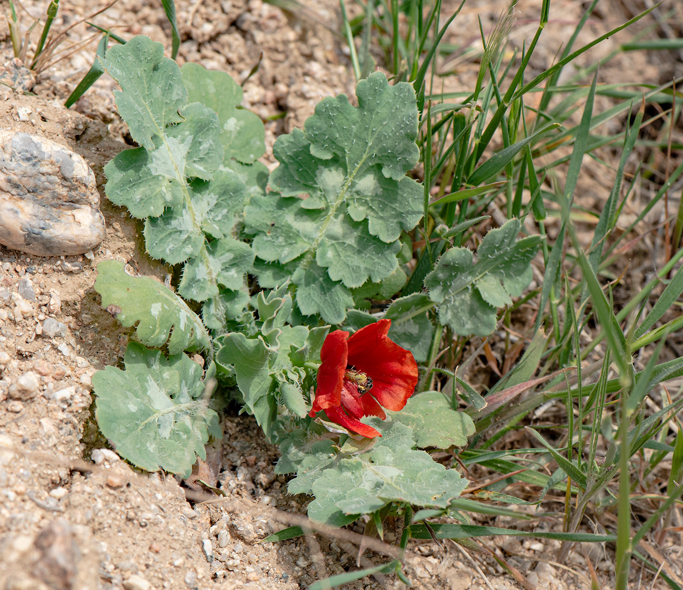 Изображение особи Glaucium elegans.