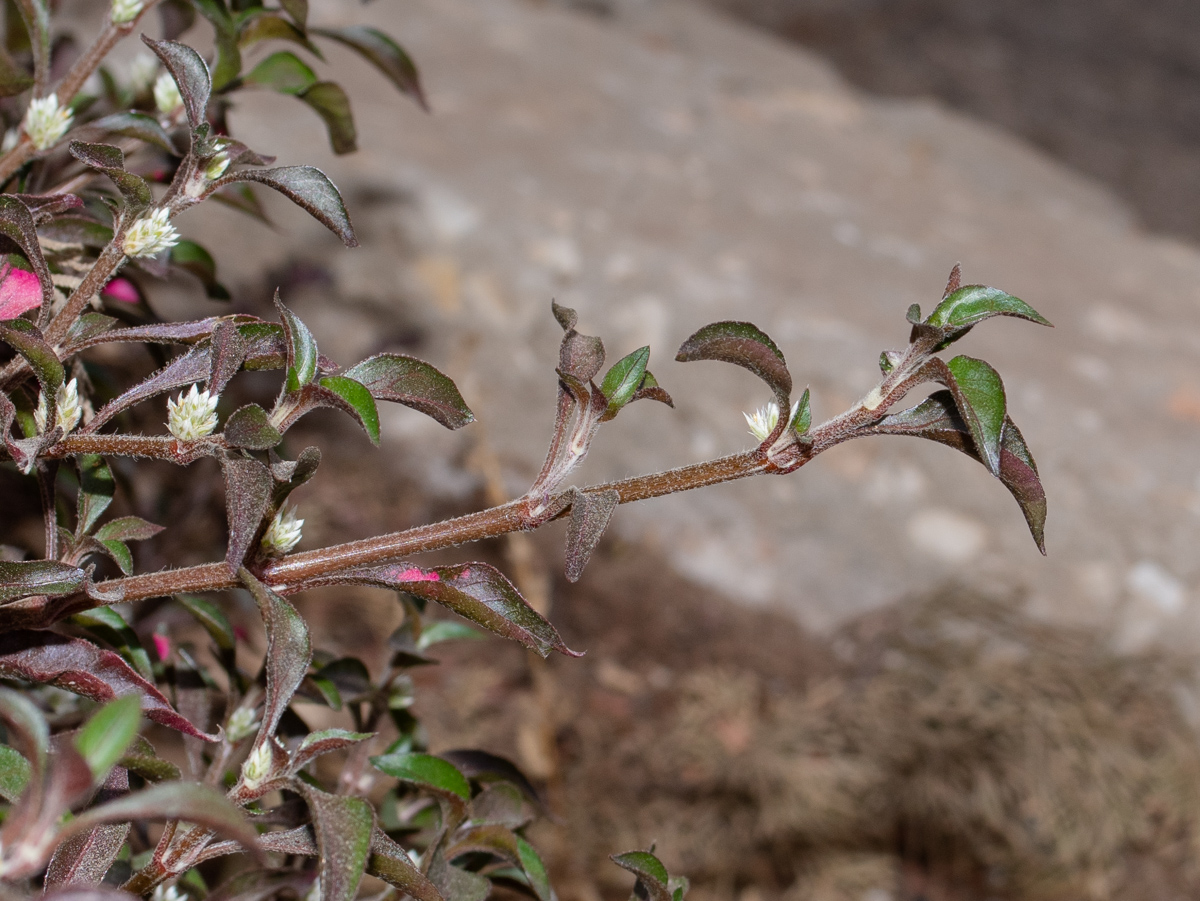 Изображение особи Alternanthera ficoidea.