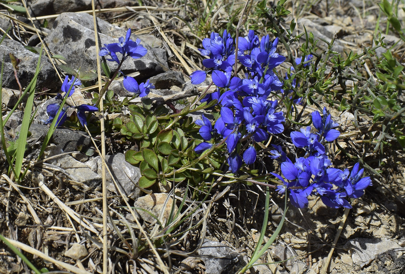 Image of Polygala calcarea specimen.