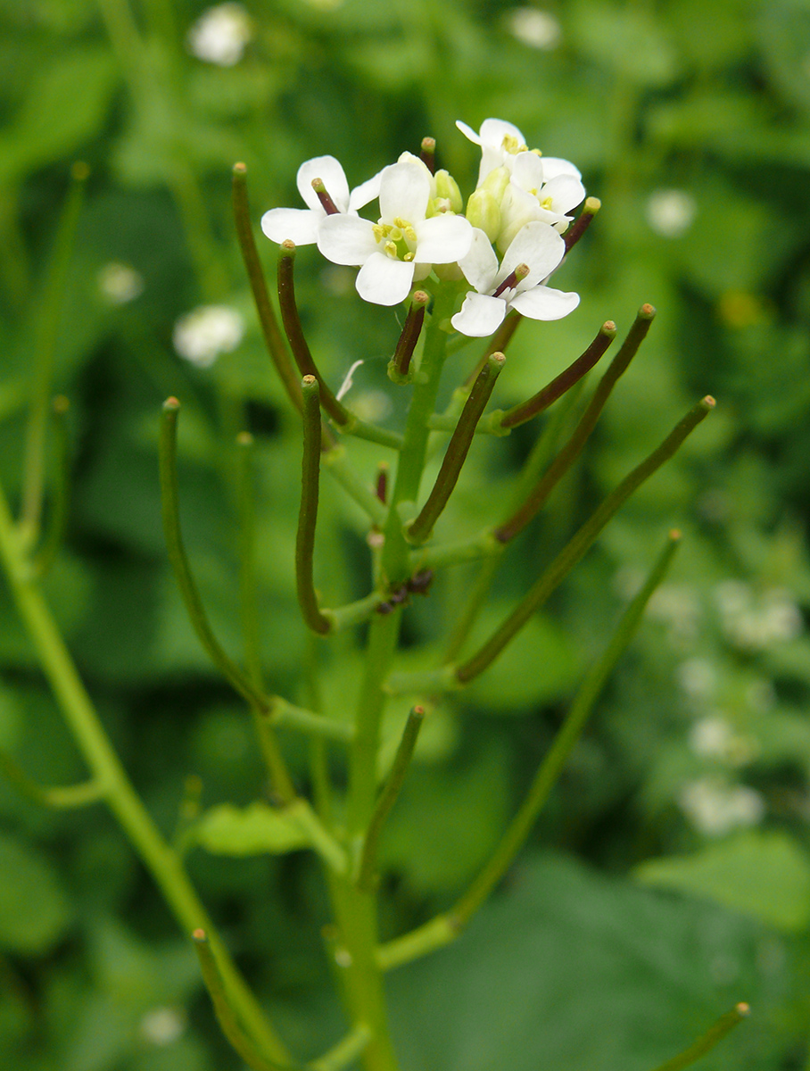 Image of Alliaria petiolata specimen.