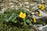 Caltha palustris