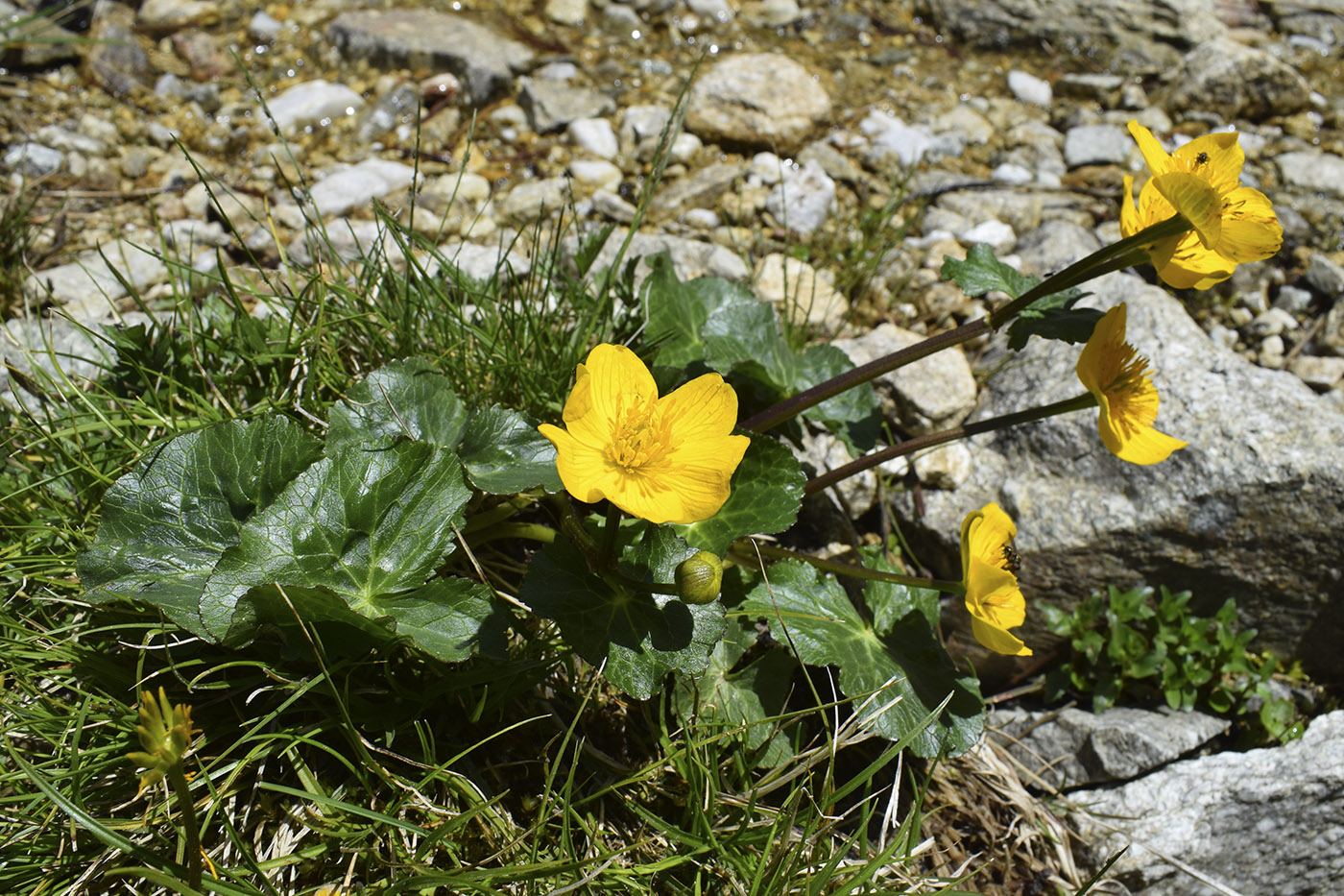 Image of Caltha palustris specimen.