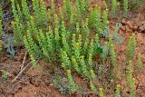 Alyssum turkestanicum разновидность desertorum. Цветущие и плодоносящие растения. Калмыкия, Яшкульский р-н, окр. пос. Утта, степь, участок с разреженной растительностью. 18.04.2021.