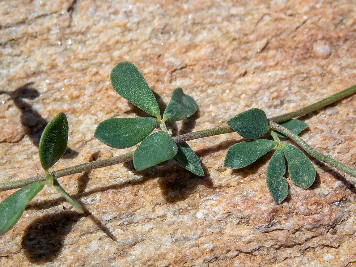 Image of Lotus halophilus specimen.