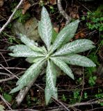 Senecio ovatus. Недоразвитое в результате поражения мучнистой росой растение. Украина, Ивано-Франковская обл., Надворнянский р-н, Природный заповедник \"Горганы\", Горганское отделение. 31 августа 2010 г.