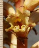 Orobanche alba subspecies xanthostigma. Цветок. Дагестан, Лакский р-н, окр. с. Шара, сланцевая осыпь (паразитирует на Salvia beckeri). 22 июня 2021 г.