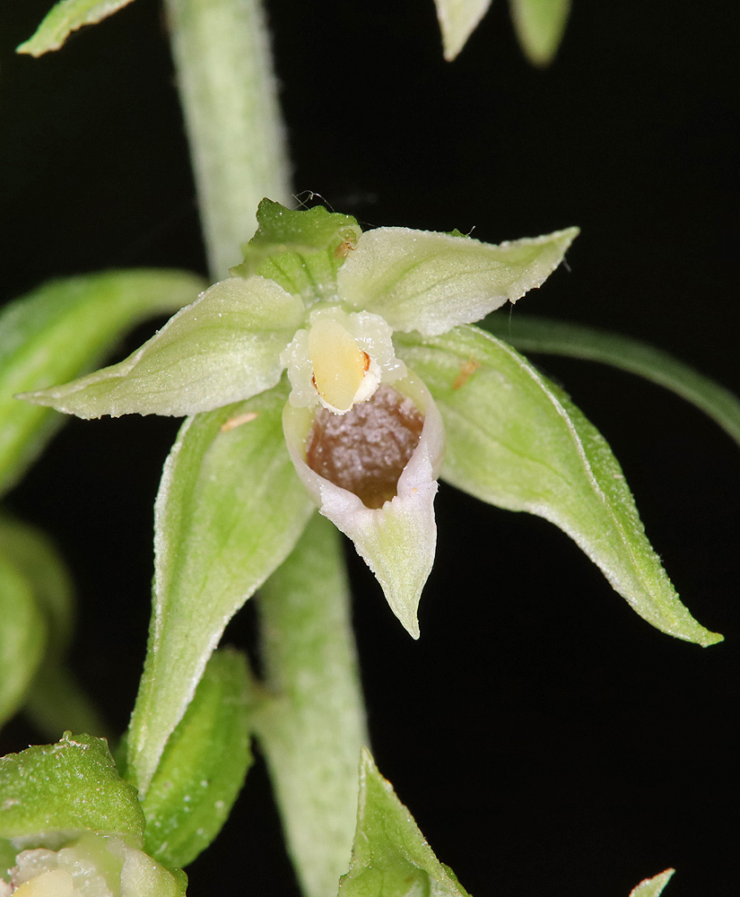 Image of Epipactis muelleri specimen.