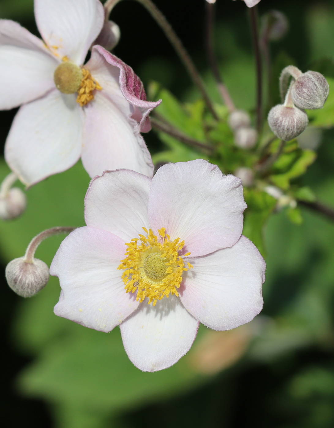 Изображение особи Anemone hupehensis.