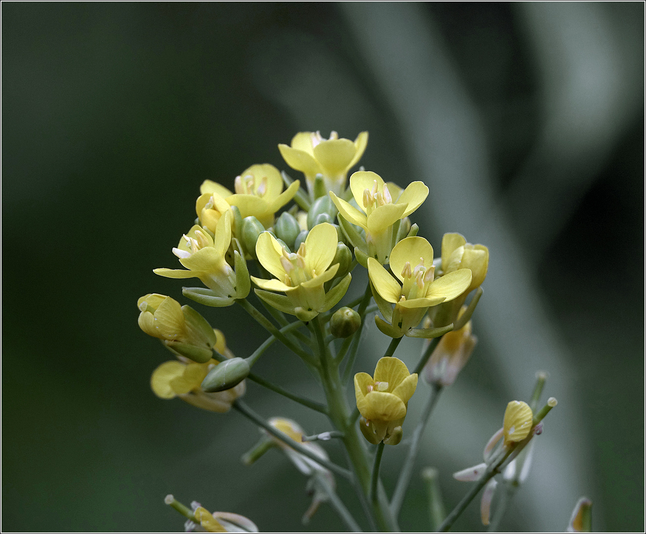 Изображение особи Brassica rapa var. chinensis.