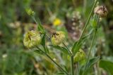 Melandrium latifolium