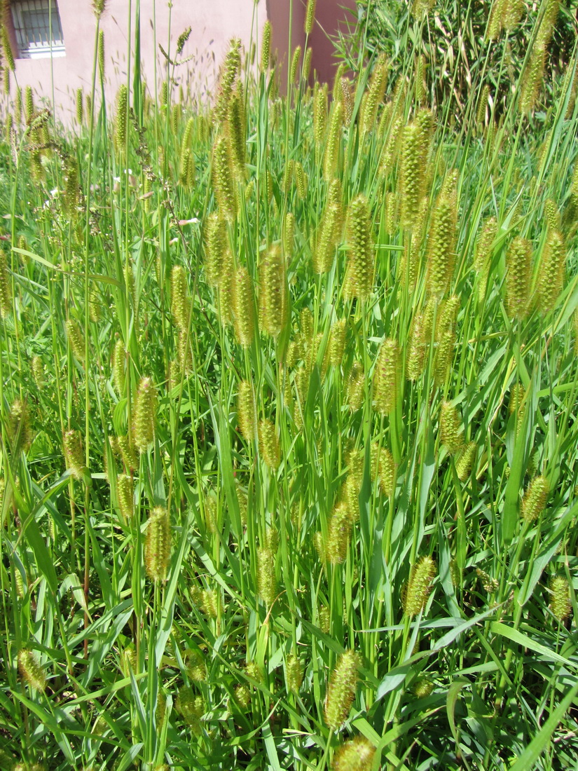 Image of Setaria pumila specimen.