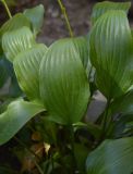 Hosta fortunei