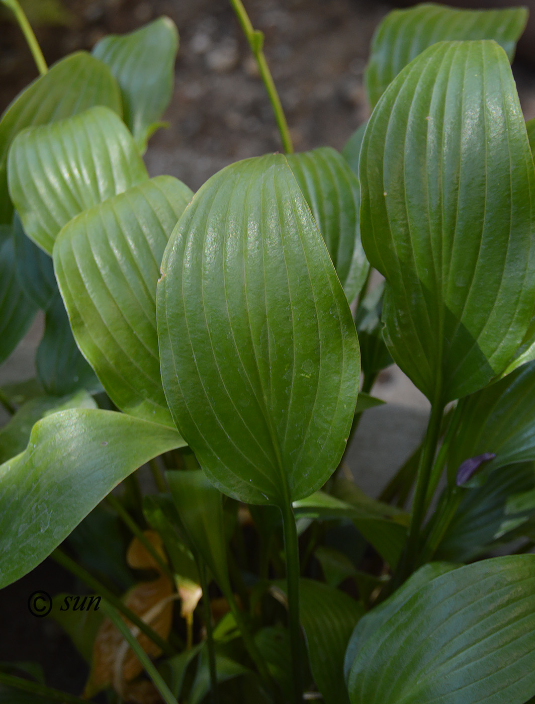 Image of Hosta fortunei specimen.