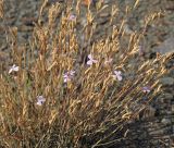 Dianthus humilis. Побеги плодоносящего и цветущего растения. Республика Крым, Алуштинский р-н, окр. с. Малореченское, обнажённый щебнистый склон. 01.09.2021.