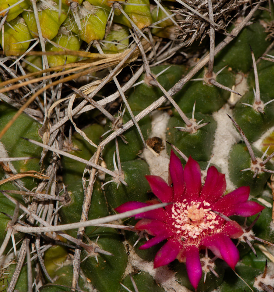 Image of Mammillaria compressa specimen.