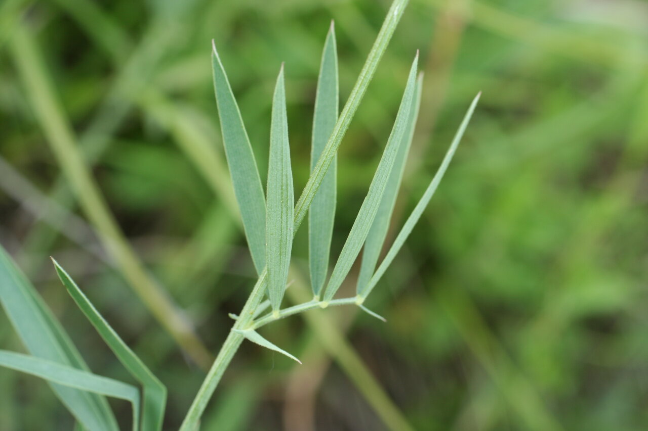 Image of Lathyrus pallescens specimen.