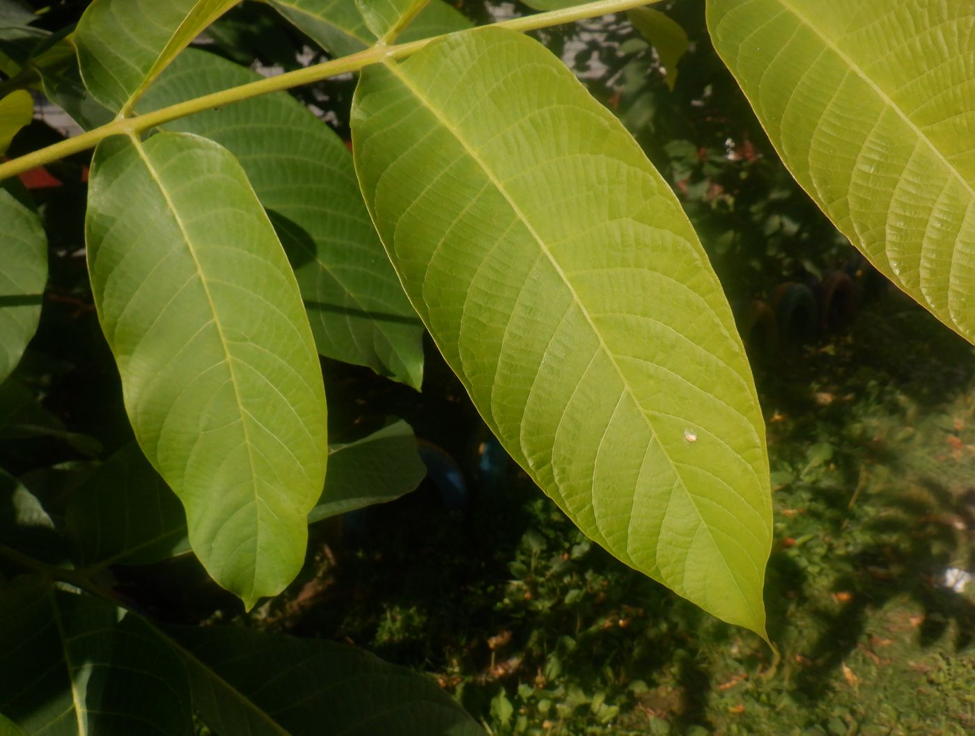 Image of Juglans regia specimen.